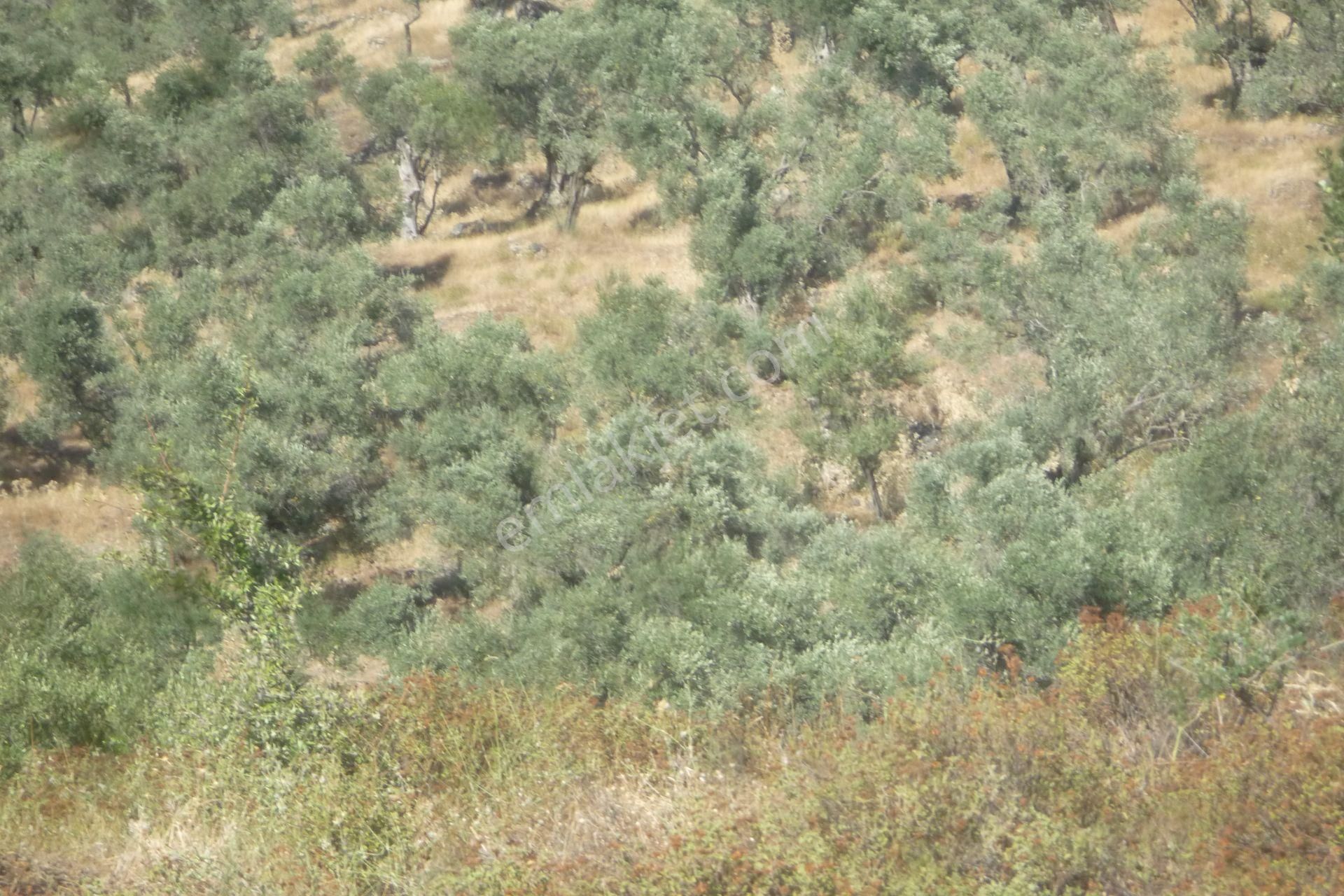 İzmir Torbalı Gold Emlaktan Satılık Meyve Bahçesi - Görsel 32