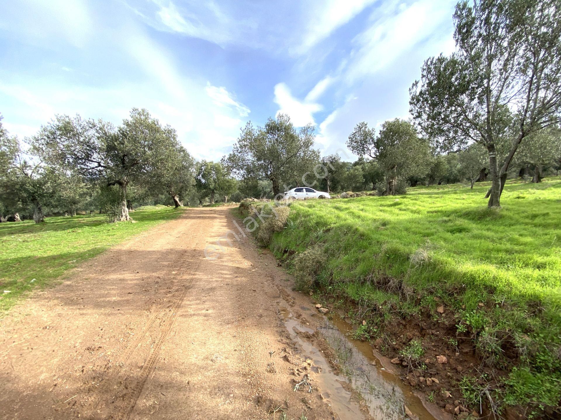 Burhaniye Pelitköy Satılık Zeytinlik 🌳🌳GÜLTAŞ EMLAKTAN BURHANİYEDE SATILIK 655M KÖŞE BAŞI ÇİFT CEPHELİ ZEYTİNLİK 