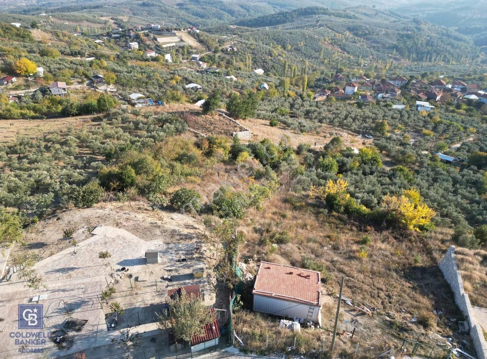 Mudanya İpekyayla Satılık Tarla Bursa Mudanya İpekyayla'da Satılık Zeytinlik