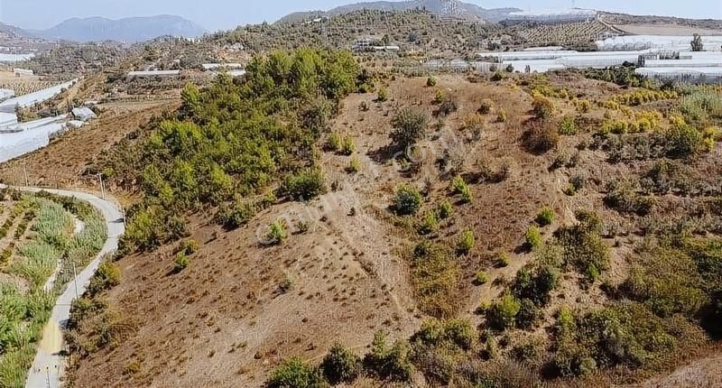 Alanya İmamlı Satılık Tarla SATILIK 4300 M2 YOL SU ELEKTRİK SORUNU OLMAYAN ANAYOLA 2 KM