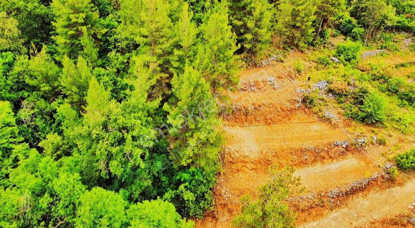 Alanya Uğurlu Satılık Tarla HAFRİYATI YAPILI MASRAFSIZ UYGUN FİYATA TARLA