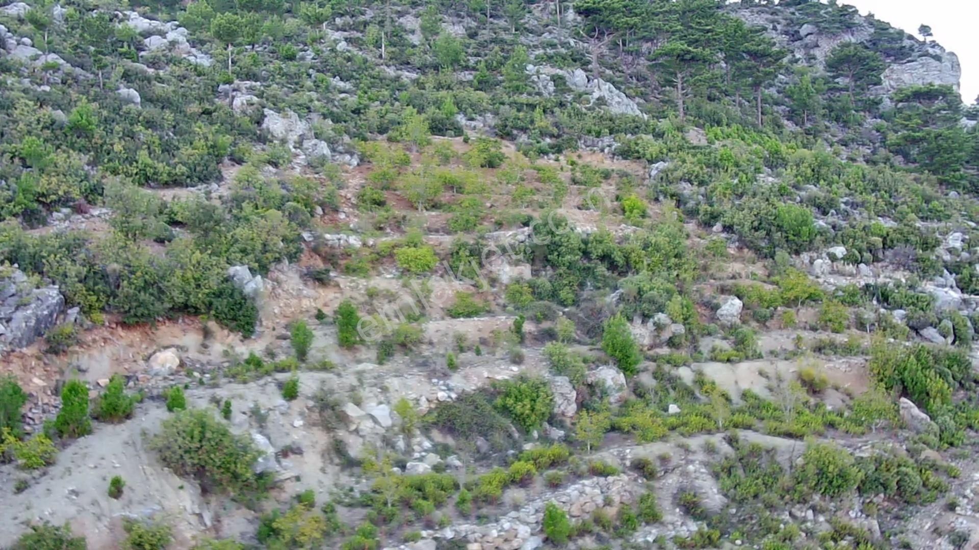 Gazipaşa Karatepe Satılık Tarla  Karatepe'de satılık şok fiyata ceviz bahçesi