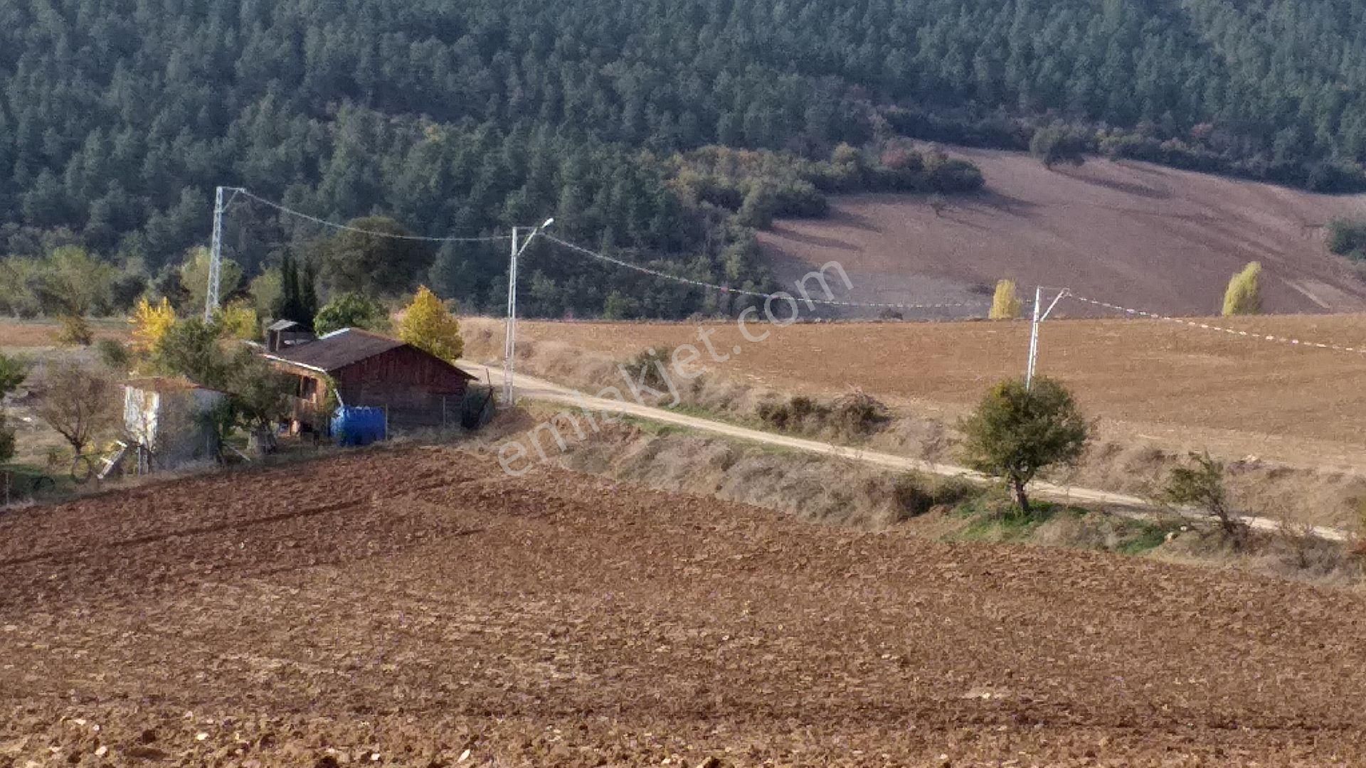 Yenişehir Alaylı Satılık Bağ & Bahçe Satl8k Ceviz Tarlası Ve Bağ Evi