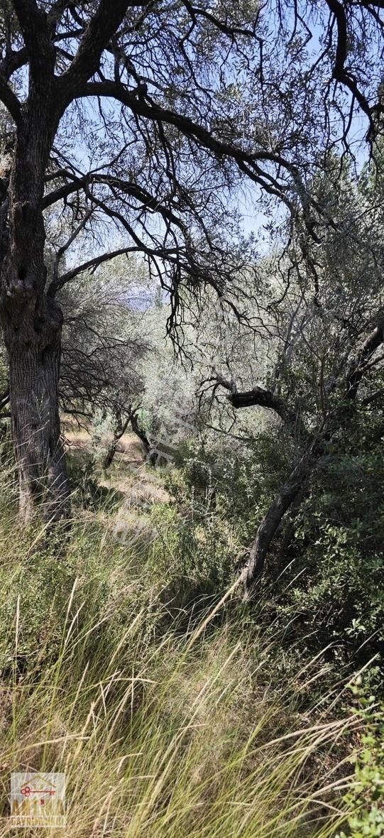 Ödemiş Bülbüller Satılık Zeytinlik Antika Gayrimenkul'den Bülbüller'de Satılık Zeytinlik