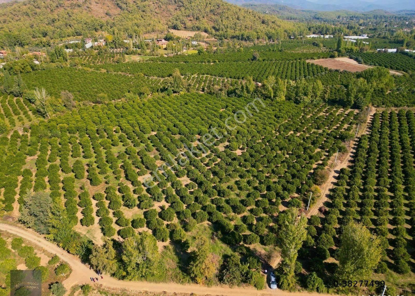 Köyceğiz Beyobası Satılık Tarla Beyobası Mahallesinde Satılık 3000 M2 Portakal Bahçesi