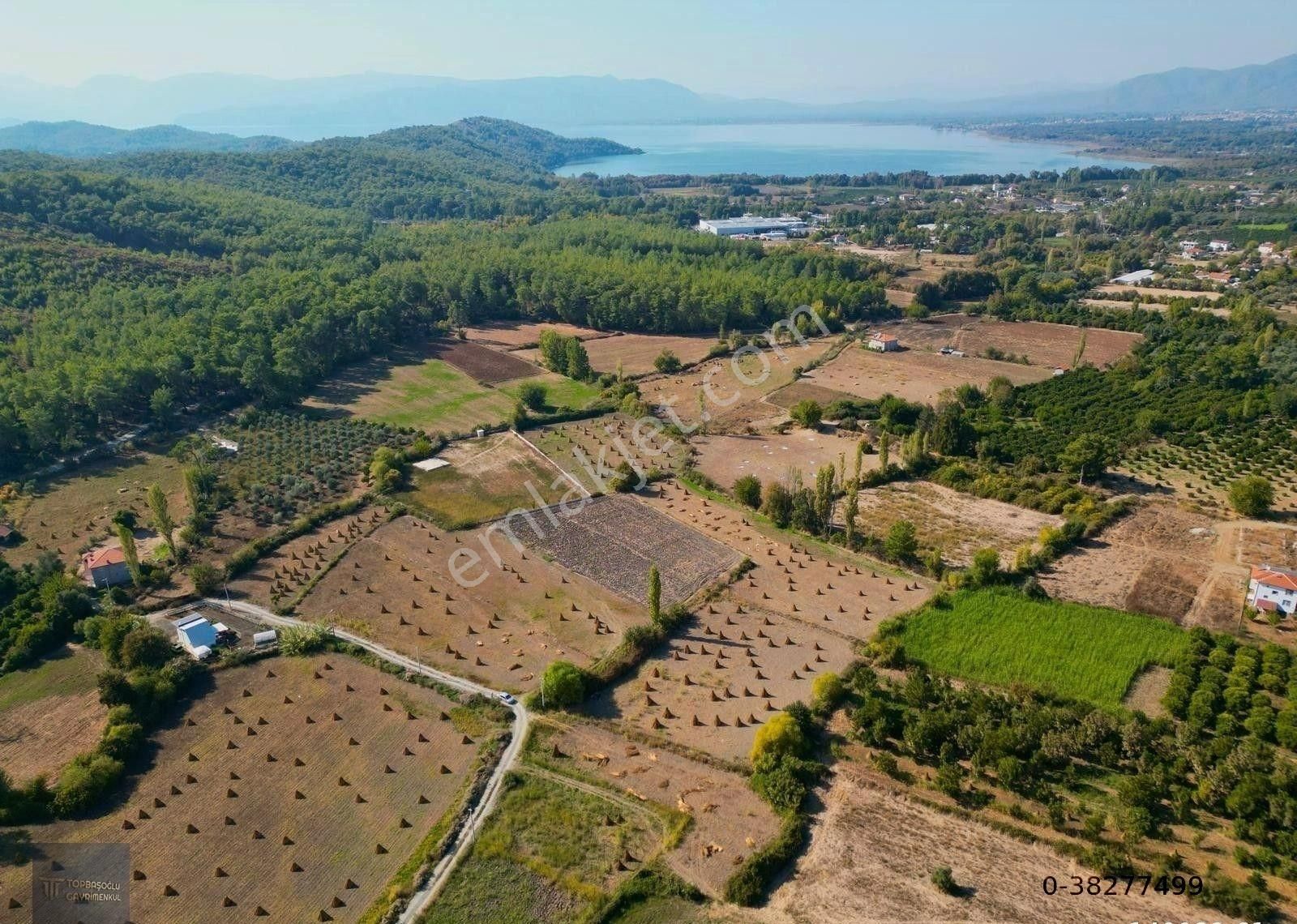 Köyceğiz Zeytinalanı Satılık Tarla Zeytinalanı Mahallesinde Satılık Tek Tapu 5 Dönüm Tek Tapu Boş Tarla