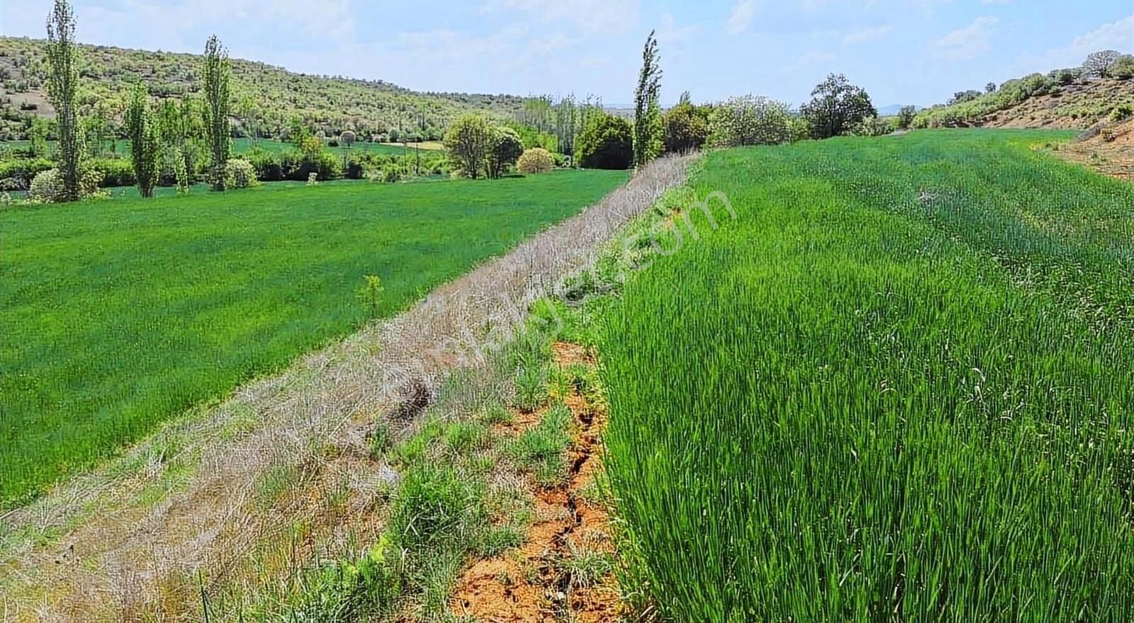 Çivril Gürpınar Satılık Özel Kullanım Buğday / Arpa Ekili Ges Ve Hayvancılık İçin Uygun Marjinal'dir.