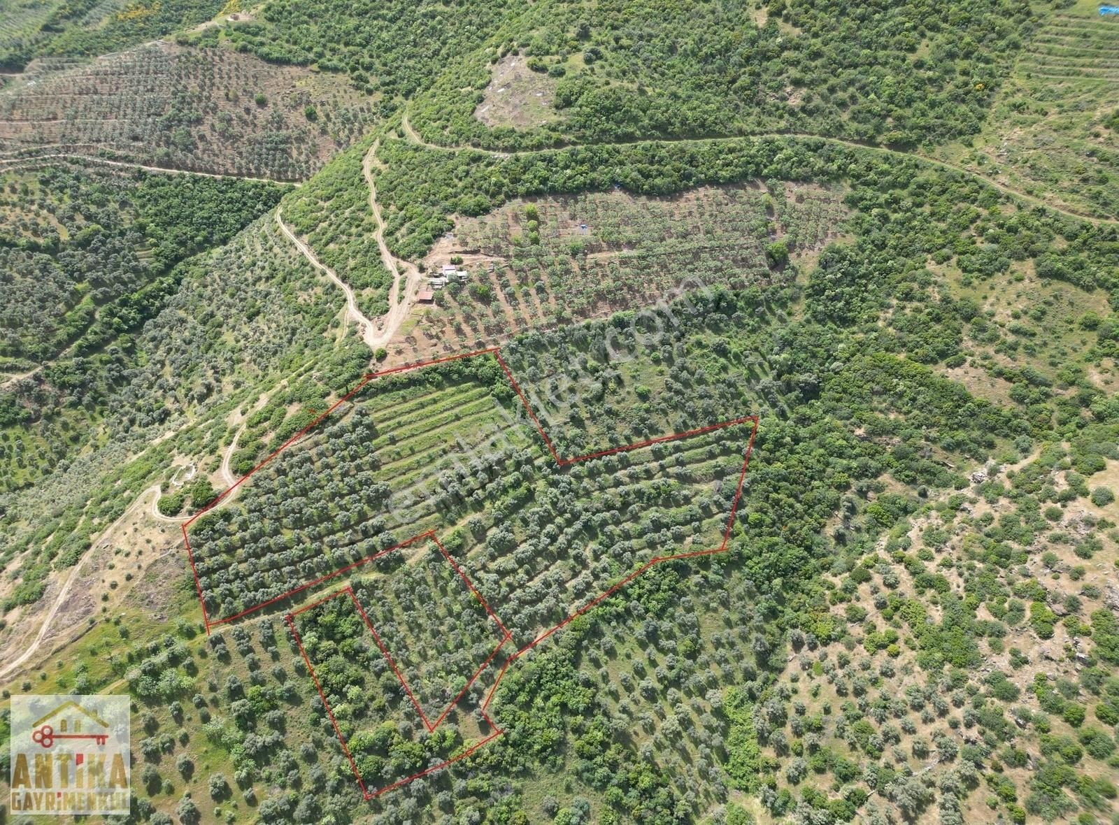 Ödemiş Ovakent Satılık Tarla ANTİKA GAYRİMENKUL'DEN OVAKENT'TE SATILIK ZEYTİNLİK