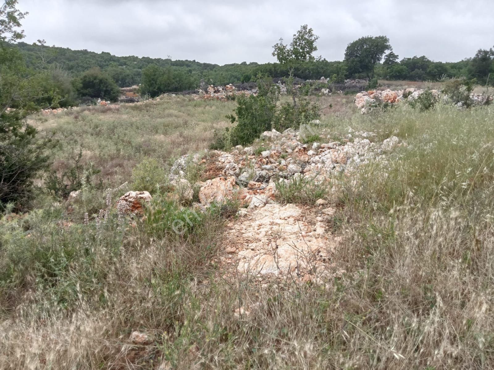 Silifke Canbazlı Satılık Tarla çok acil sera icinde olan tarla