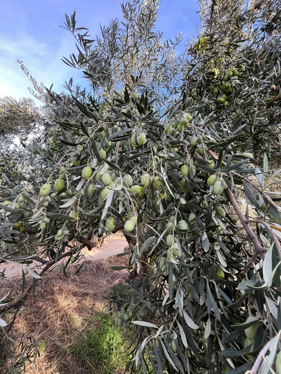 Kuyucak Aydınoğlu Satılık Tarla Satılık 22.750 Metrekare Zeytinlik