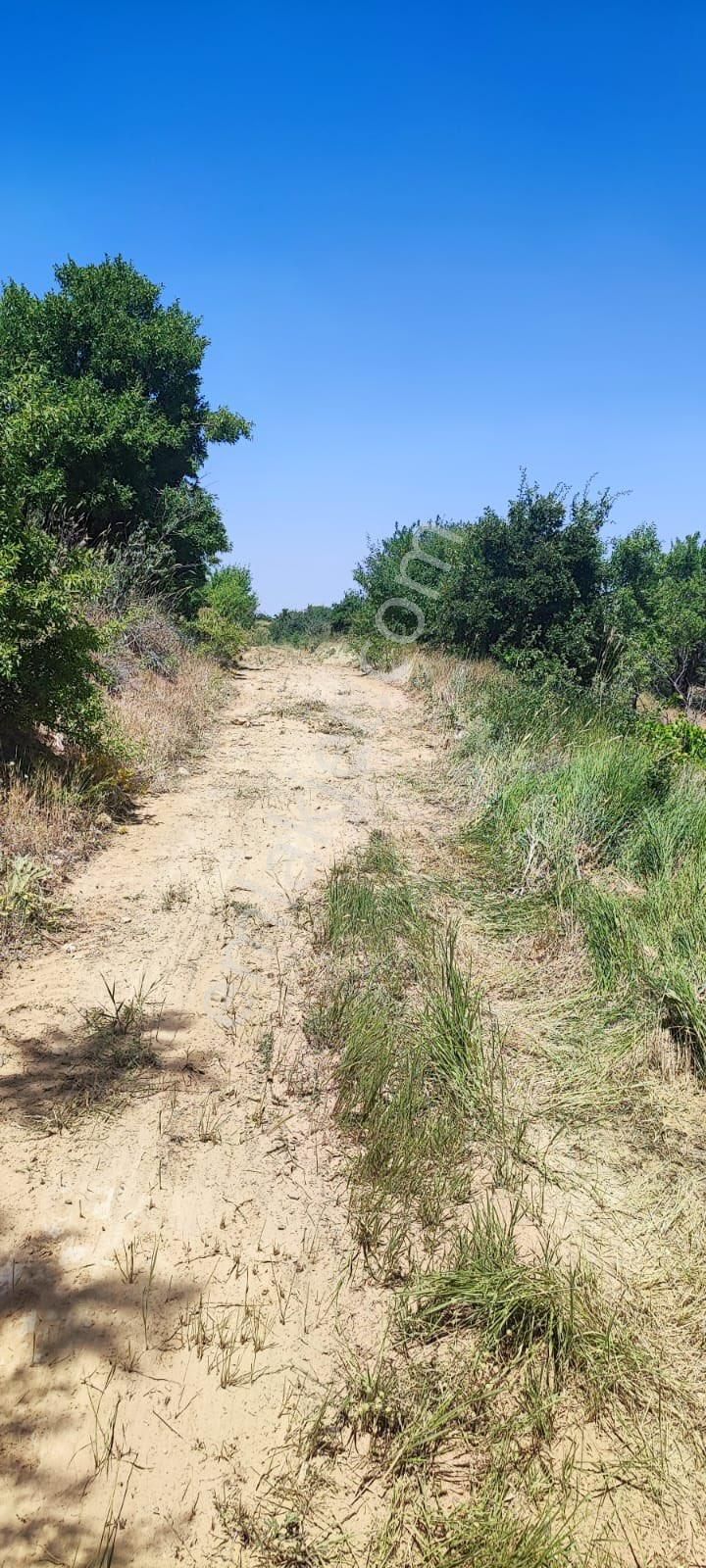 Elazığ Merkez Nail Bey Satılık Tarla MUAZZAM KONUMDA BAHÇE YERİ