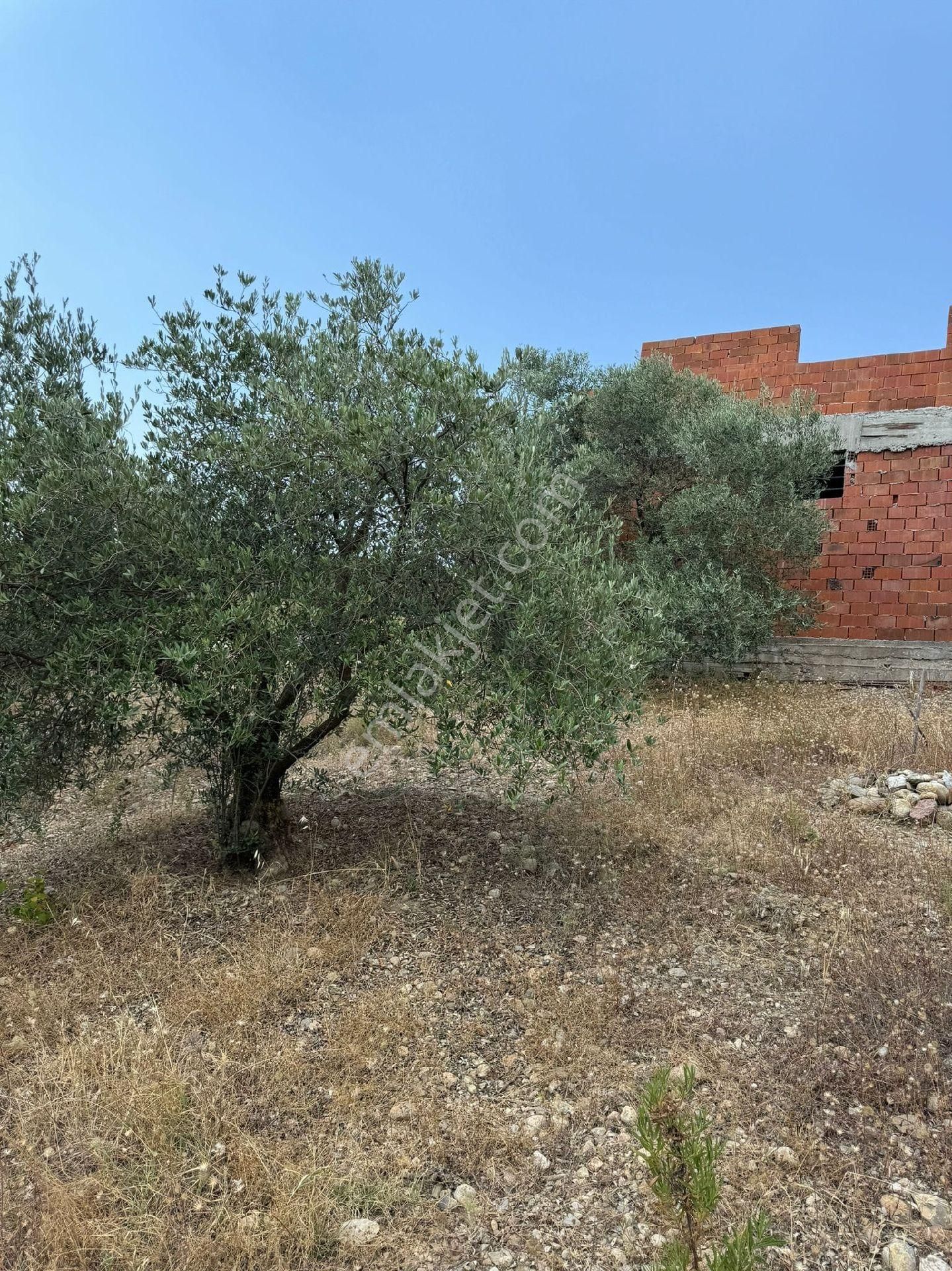 İzmir Buca Belan Başında Satılık Tarla - Görsel 2