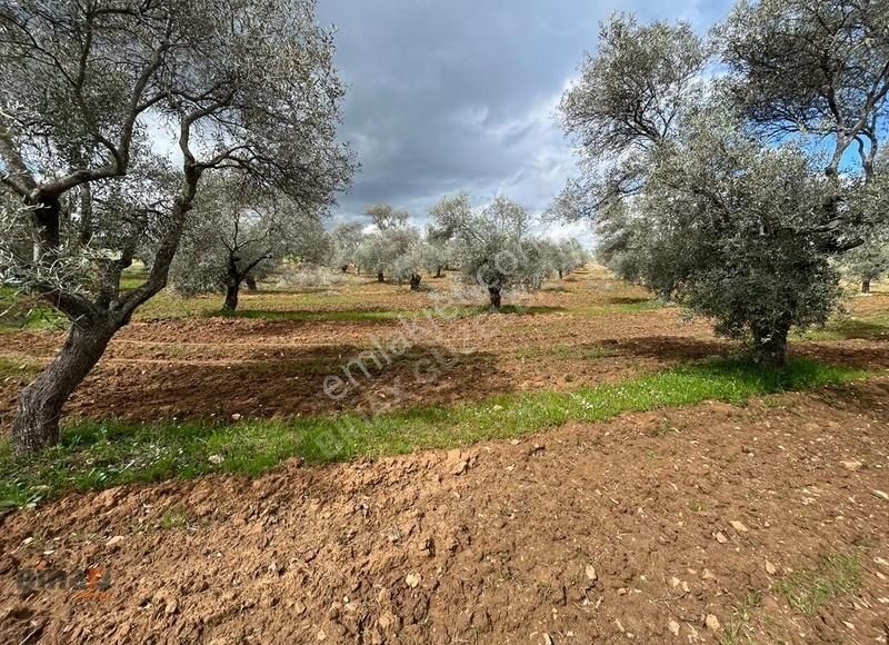 Torbalı Ormanköy Satılık Bağ & Bahçe Binax Güzelbahçe Den Satılık Geniş Zeytinlik