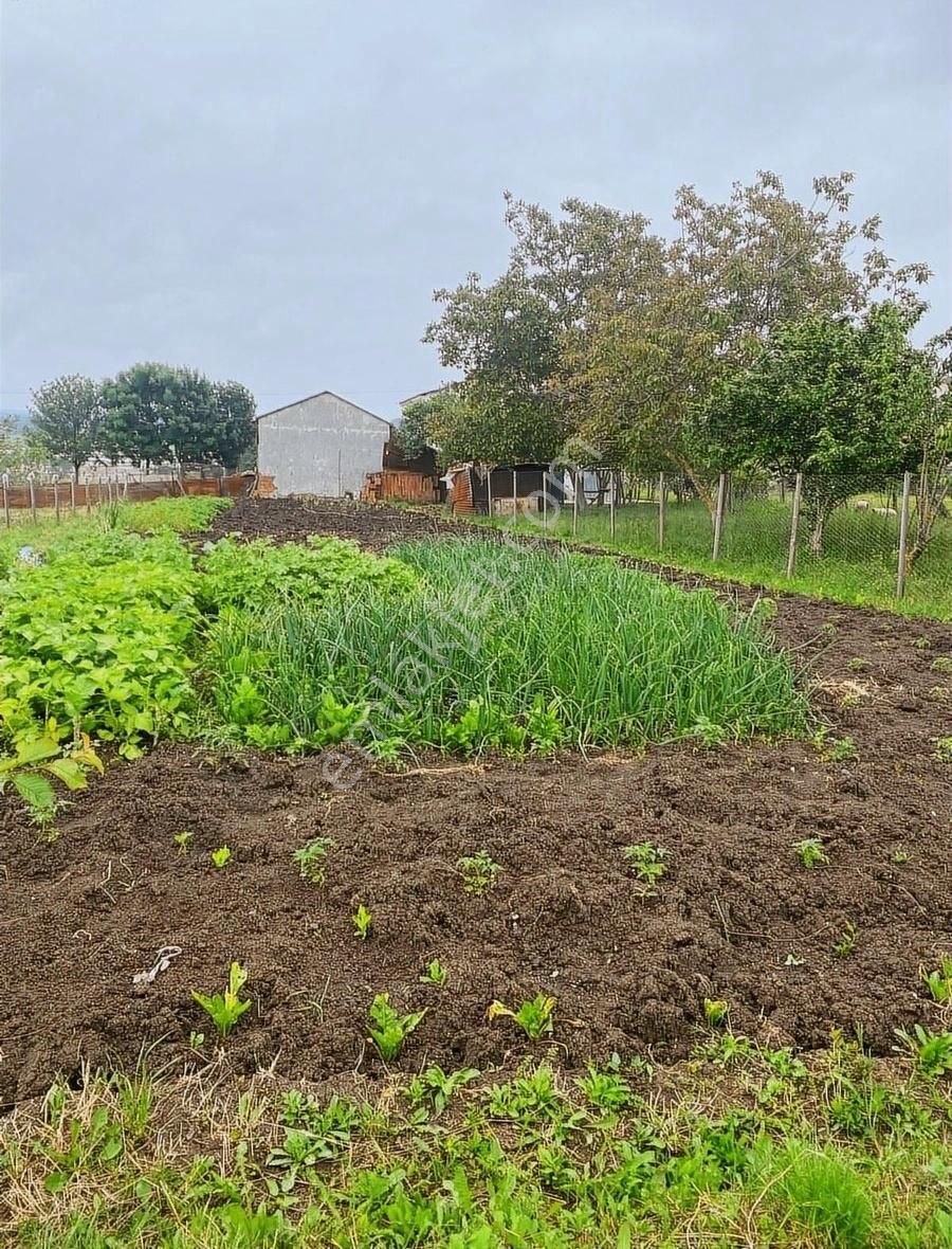 Bafra Osmanbeyli Satılık Tarla Vıp Gayrimenkulden 6682 M2 Osmanbeyli Köyünde Satılık Tarla