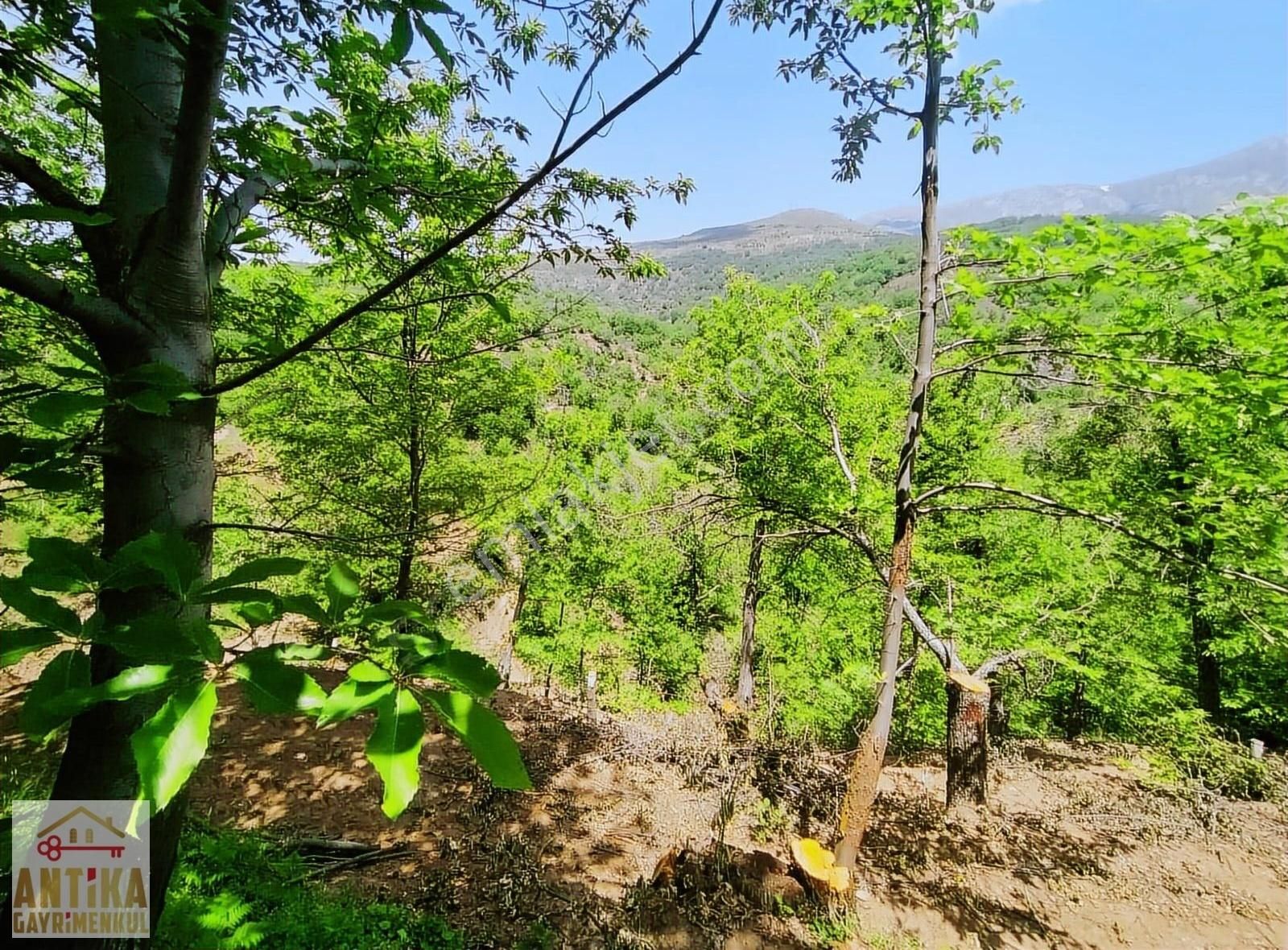 Ödemiş Kemer Satılık Tarla ANTİKA GAYRİMENKULDEN KEMER MAH. SATILIK 1622 M2 KESTANELİK