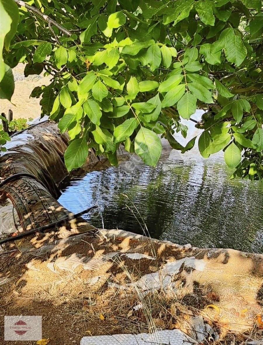 Alaşehir Kozluca Satılık Tarla Manisa Alaşehir Kozluca Köyünde Satılık Bağ Ve Meyvelik