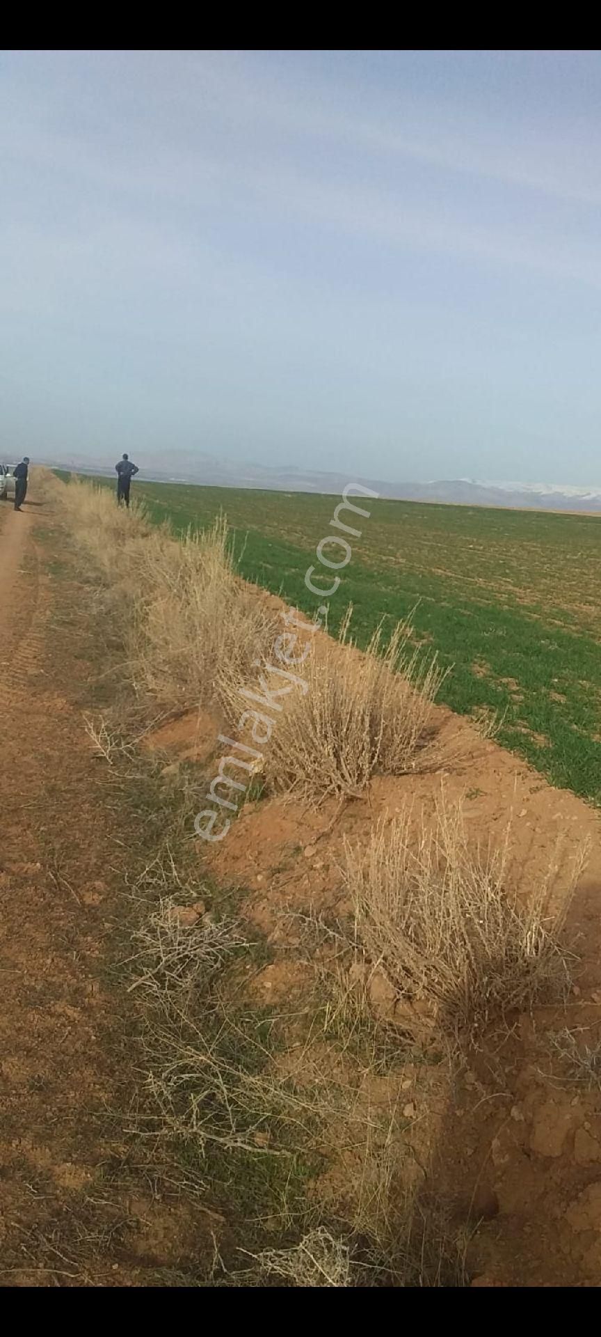 Ulukışla Altay Köyü (Küme 1) Satılık Tarla Ulukışla Altay da tek tapu tarla