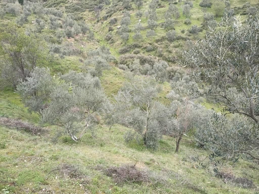 Ödemiş Ovakent Satılık Zeytinlik Şahin Gayrimenkul Den Ödemiş Adagide Satılık Zeytinlik