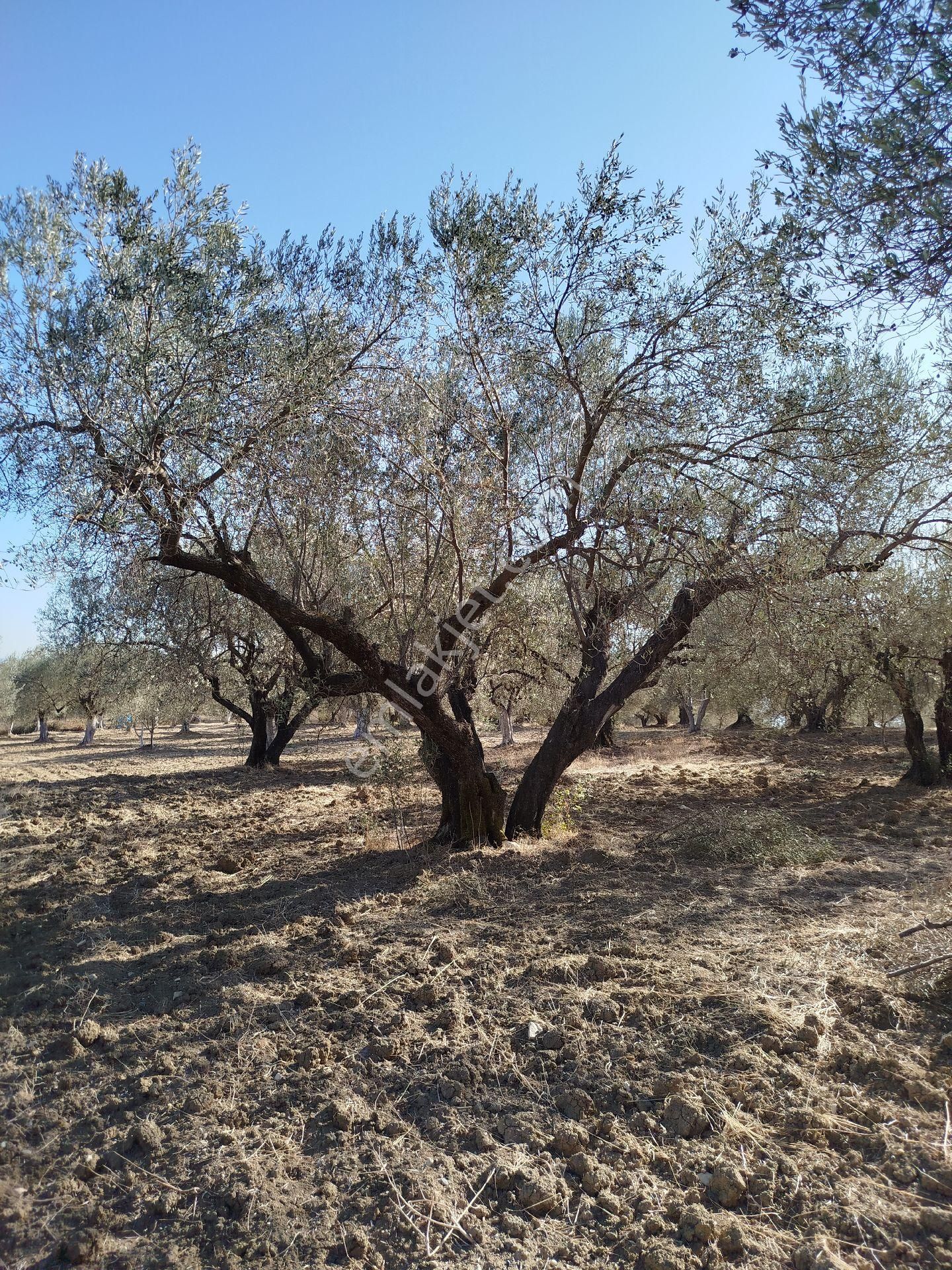 Yatırımlık Zeytinlik - Görsel 8