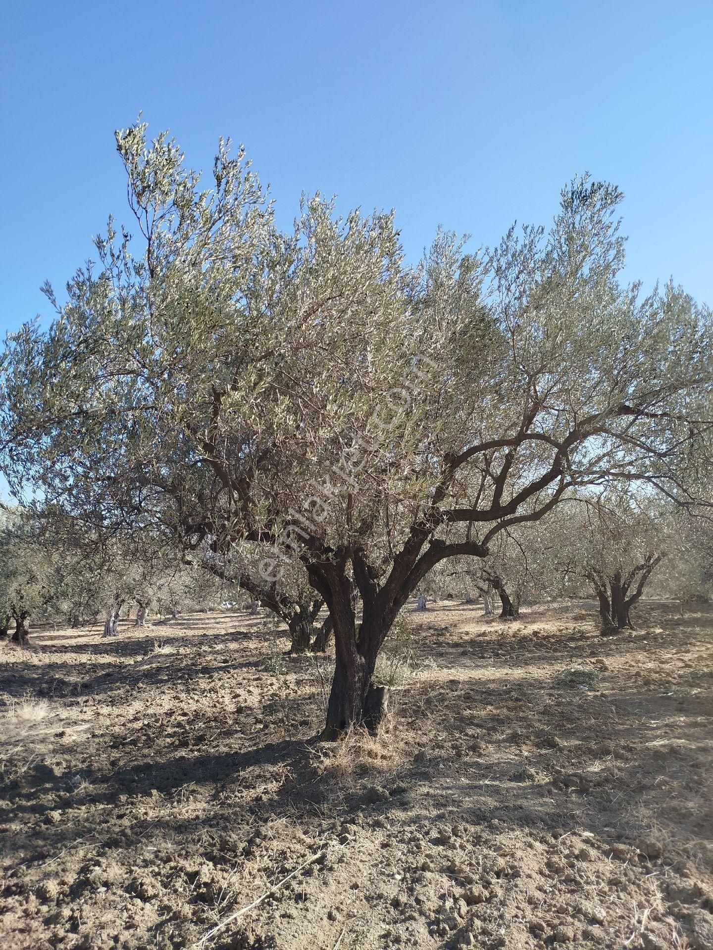 Yatırımlık Zeytinlik - Görsel 9
