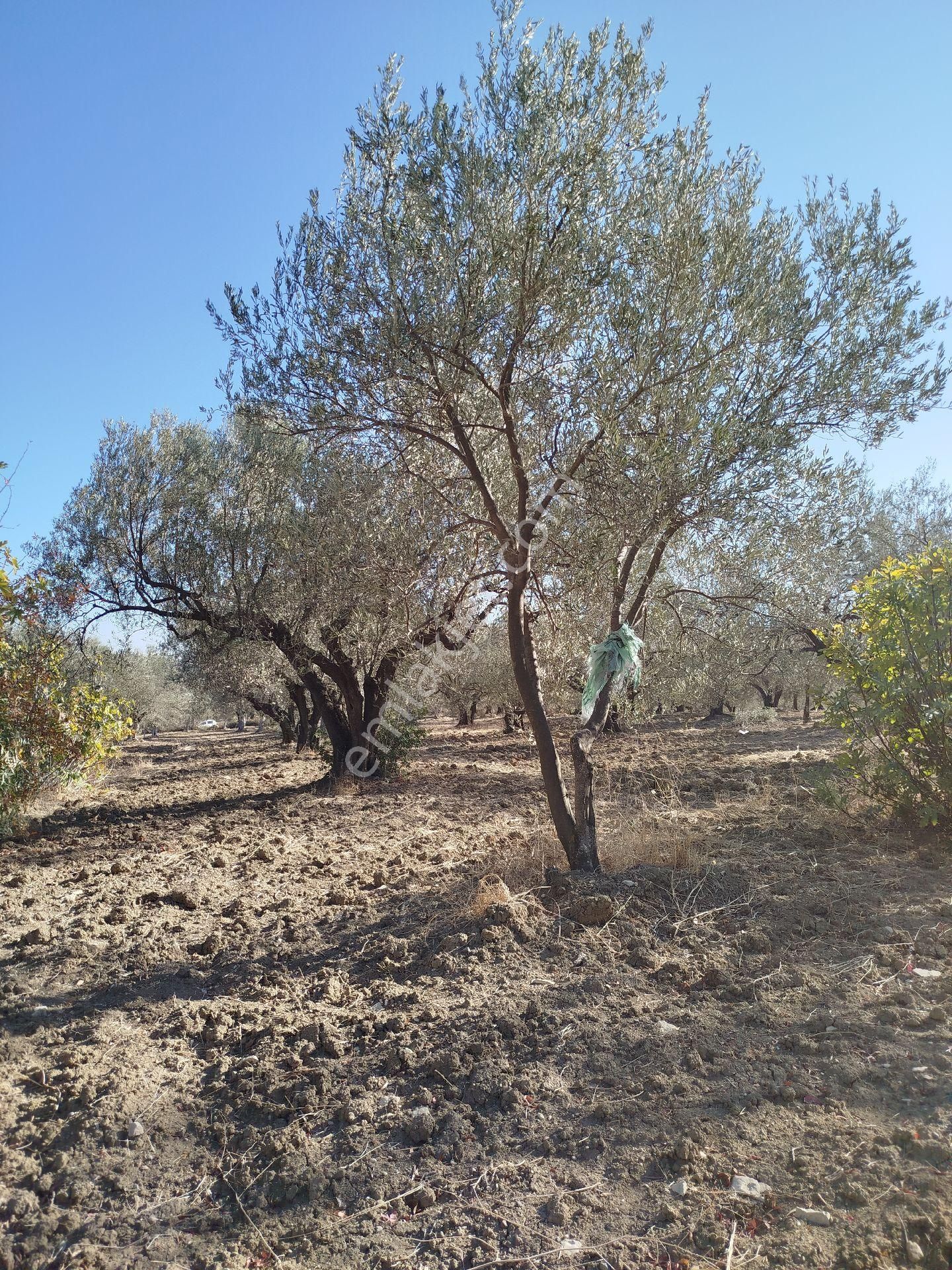 Yatırımlık Zeytinlik - Görsel 3
