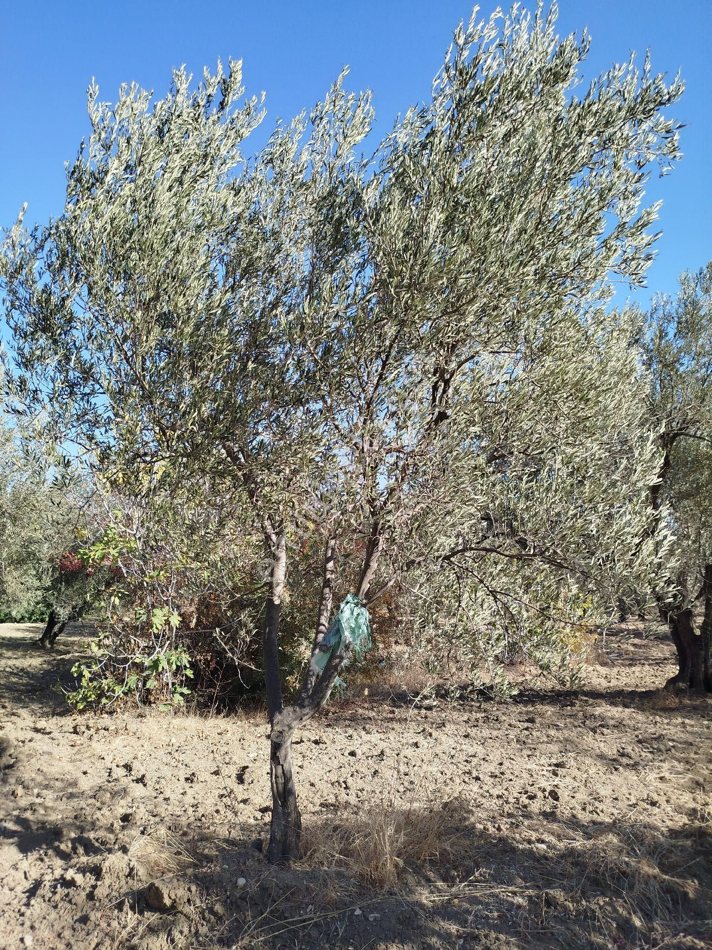 Yatırımlık Zeytinlik - Görsel 7