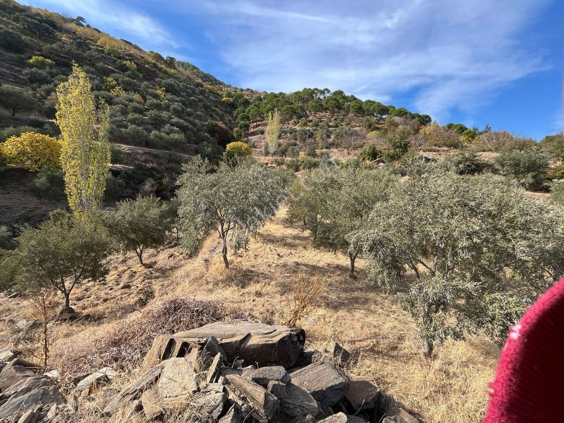 Bozdoğan Kakkalan Satılık Zeytinlik  EGELİMDEN BOZDOĞAN ÇAPUTLUÇAM MEVKİ SATILIK  20.000 m2 VERİMLİ ZEYTİN VE İNCİRLİK