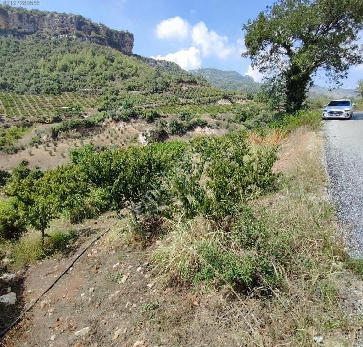 Toroslar Kepirli Satılık Bağ & Bahçe  Mersin Toroslar Kepirli De Şeftali Bahçesi