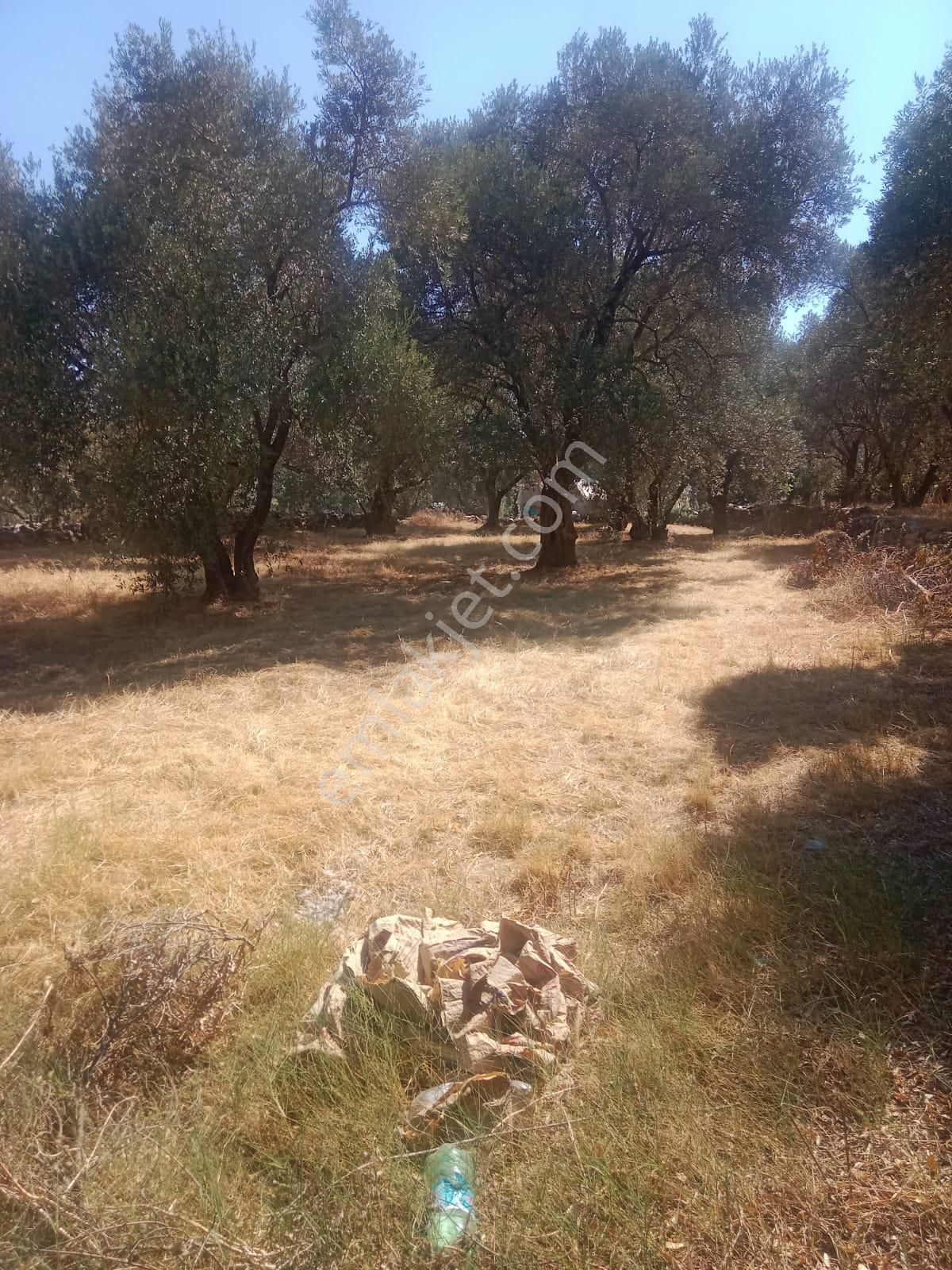 Egelimden Bozdoğan Haydere Mh.satılık 1869 M2 Müstakil Ev - Görsel 5