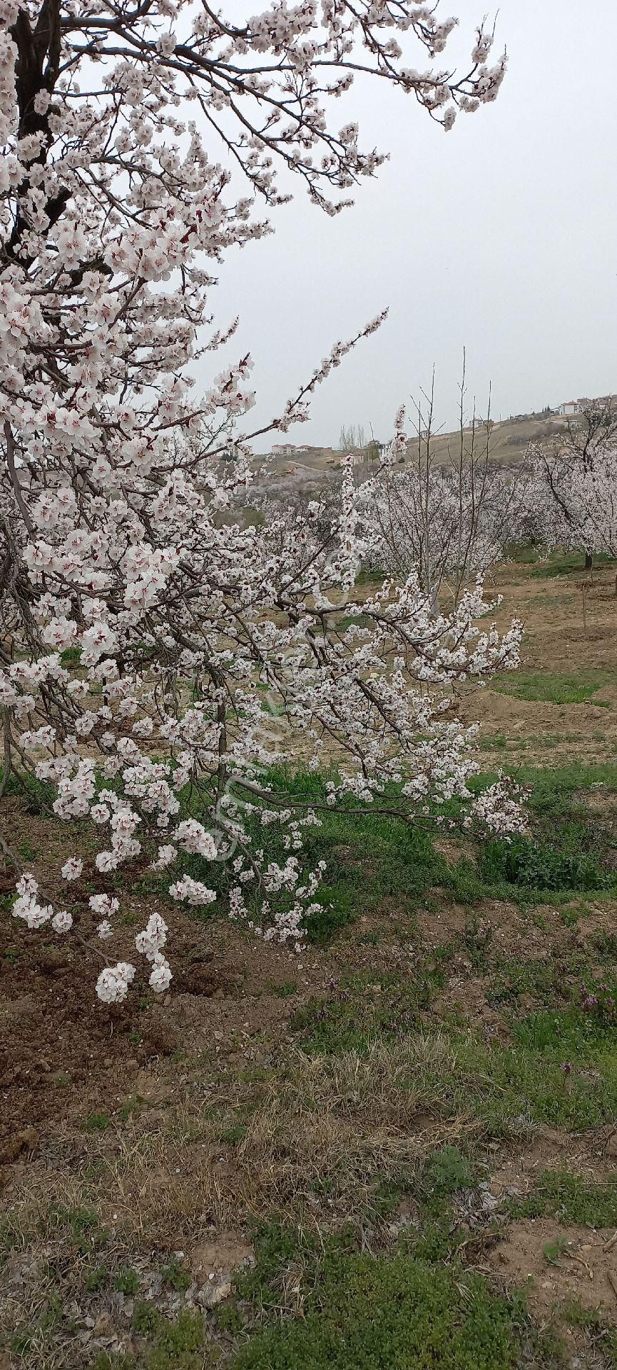 Yeşilyurt Dilek Satılık Bağ & Bahçe İsteyene Genç Bahçe