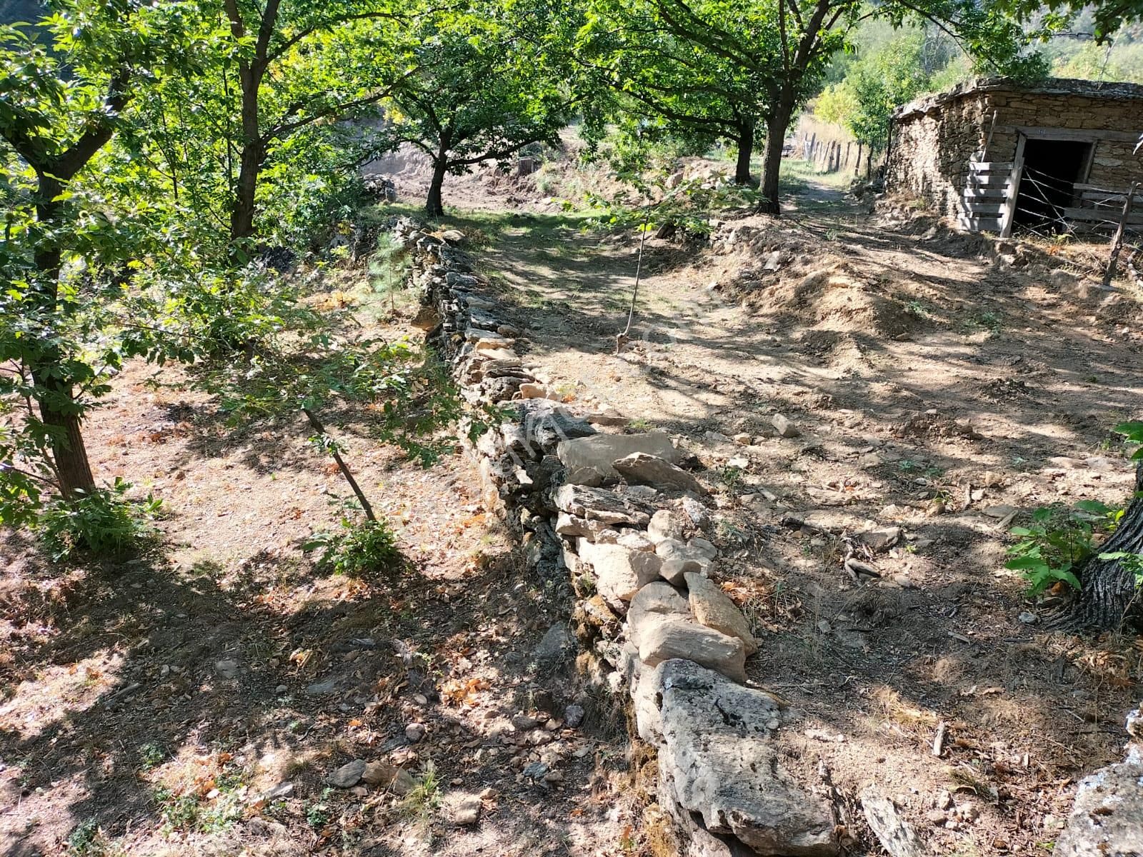 Egelimden Bozdoğan Madran Yaylasında Satılık 3 Dönüm Kestanelik - Görsel 13