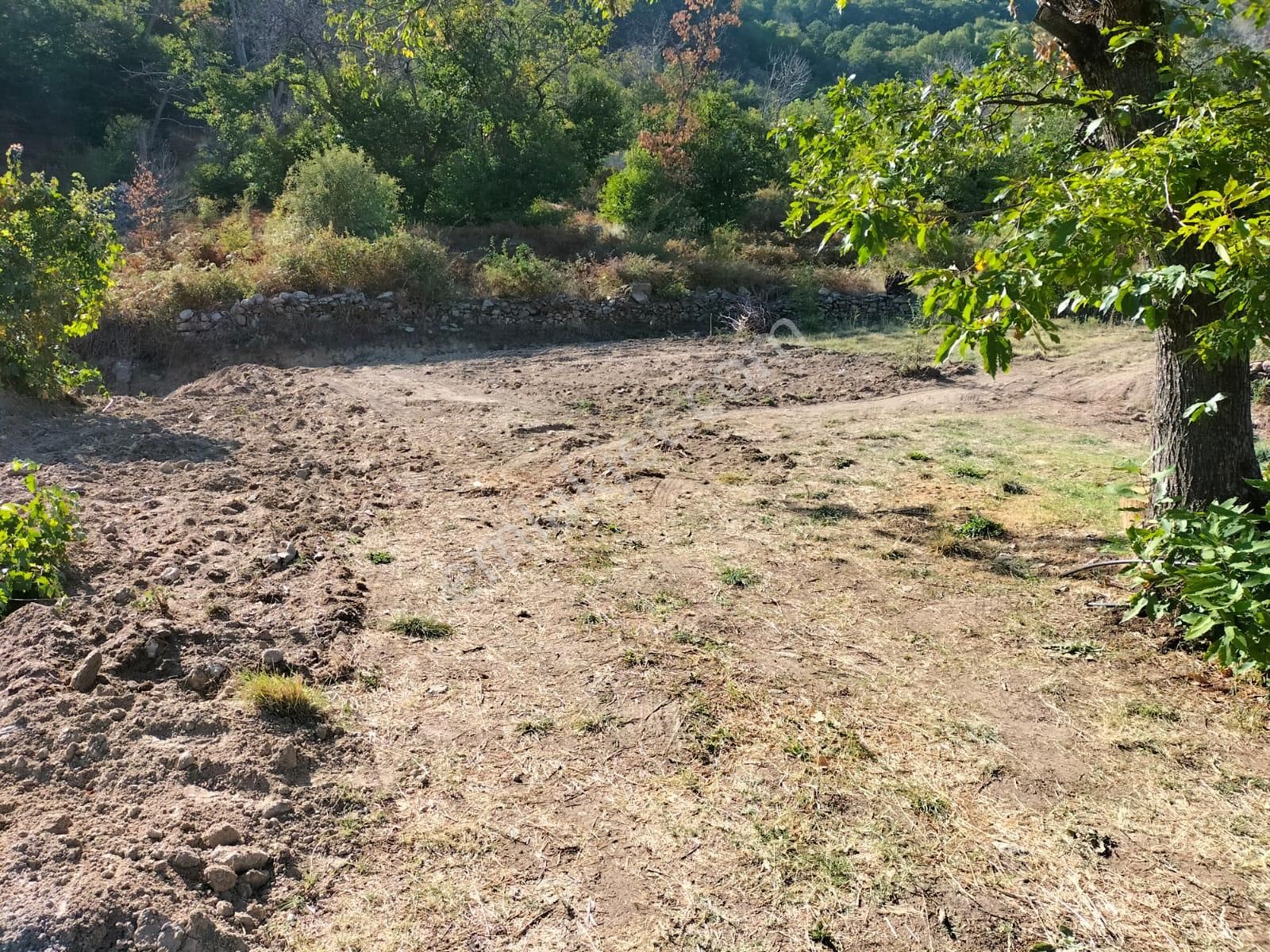 Egelimden Bozdoğan Madran Yaylasında Satılık 3 Dönüm Kestanelik - Görsel 8