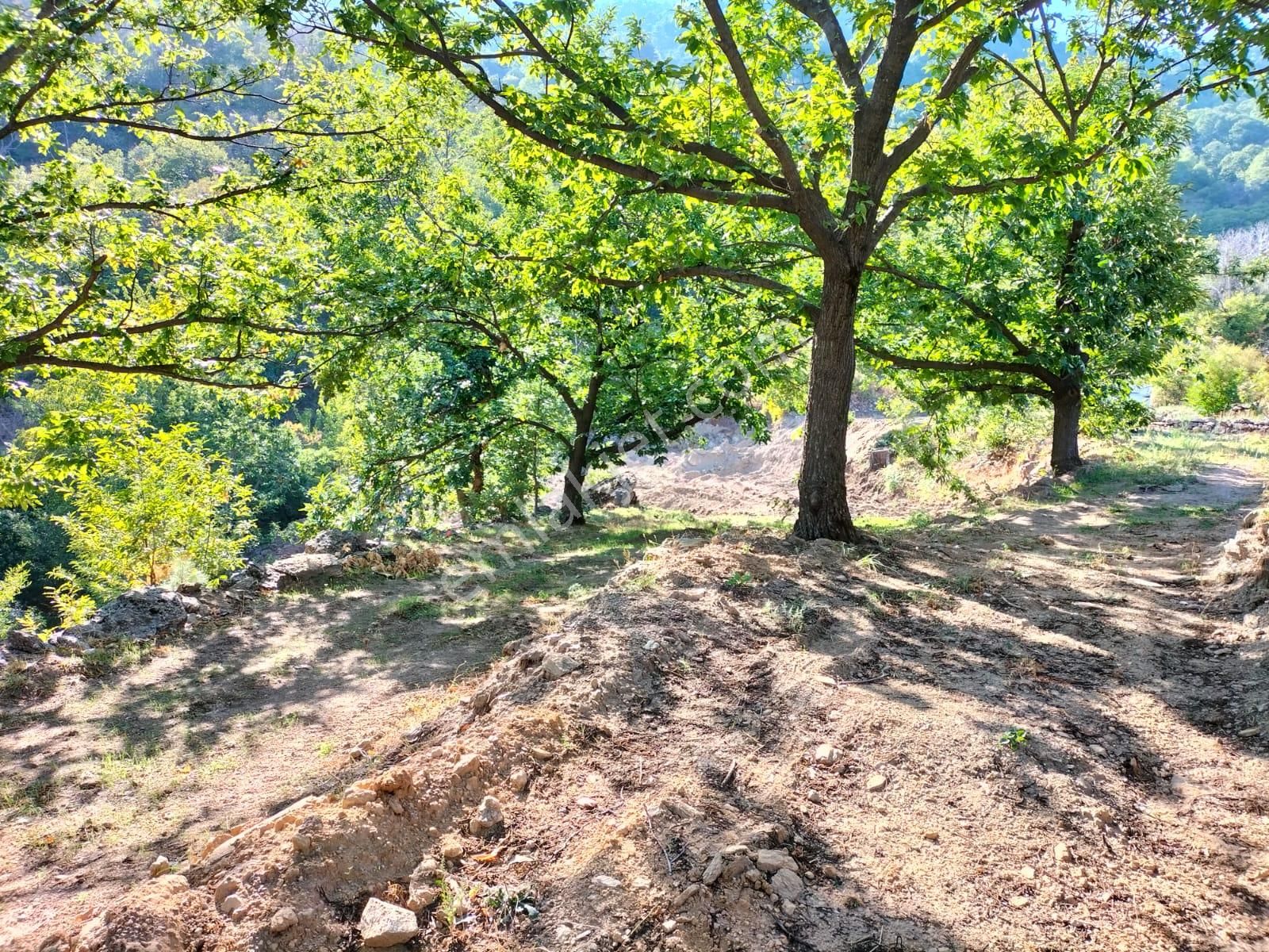 Egelimden Bozdoğan Madran Yaylasında Satılık 3 Dönüm Kestanelik - Görsel 11