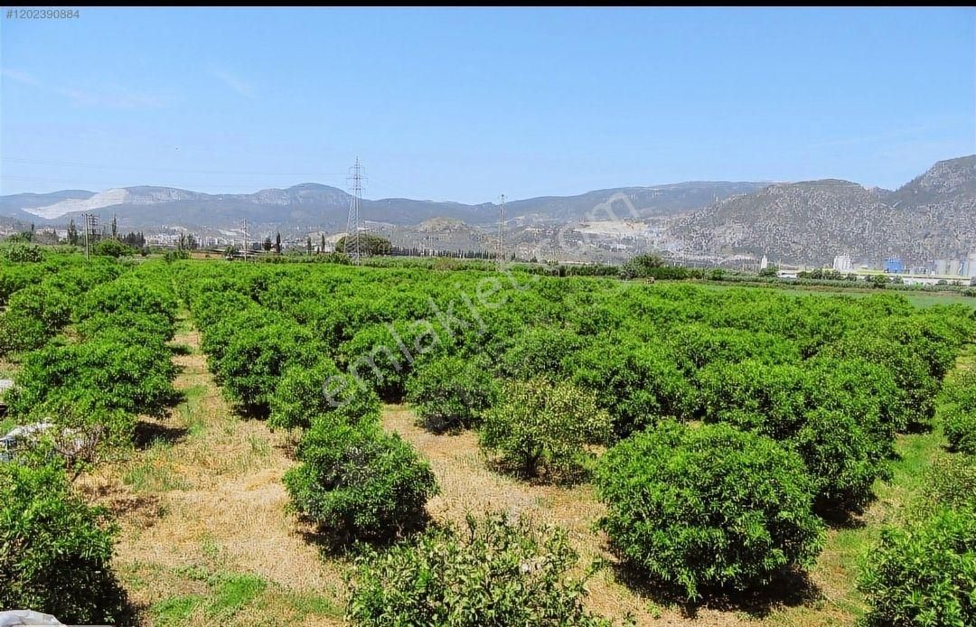 Söke Yenicamii Satılık Tarla Satılık Müstakil Tapulu Bahçe