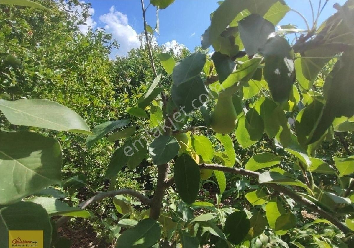 Doğa'dan Havran İnönü Köyünde Geniş Bahçesi Olan Müstakil Ev - Görsel 9