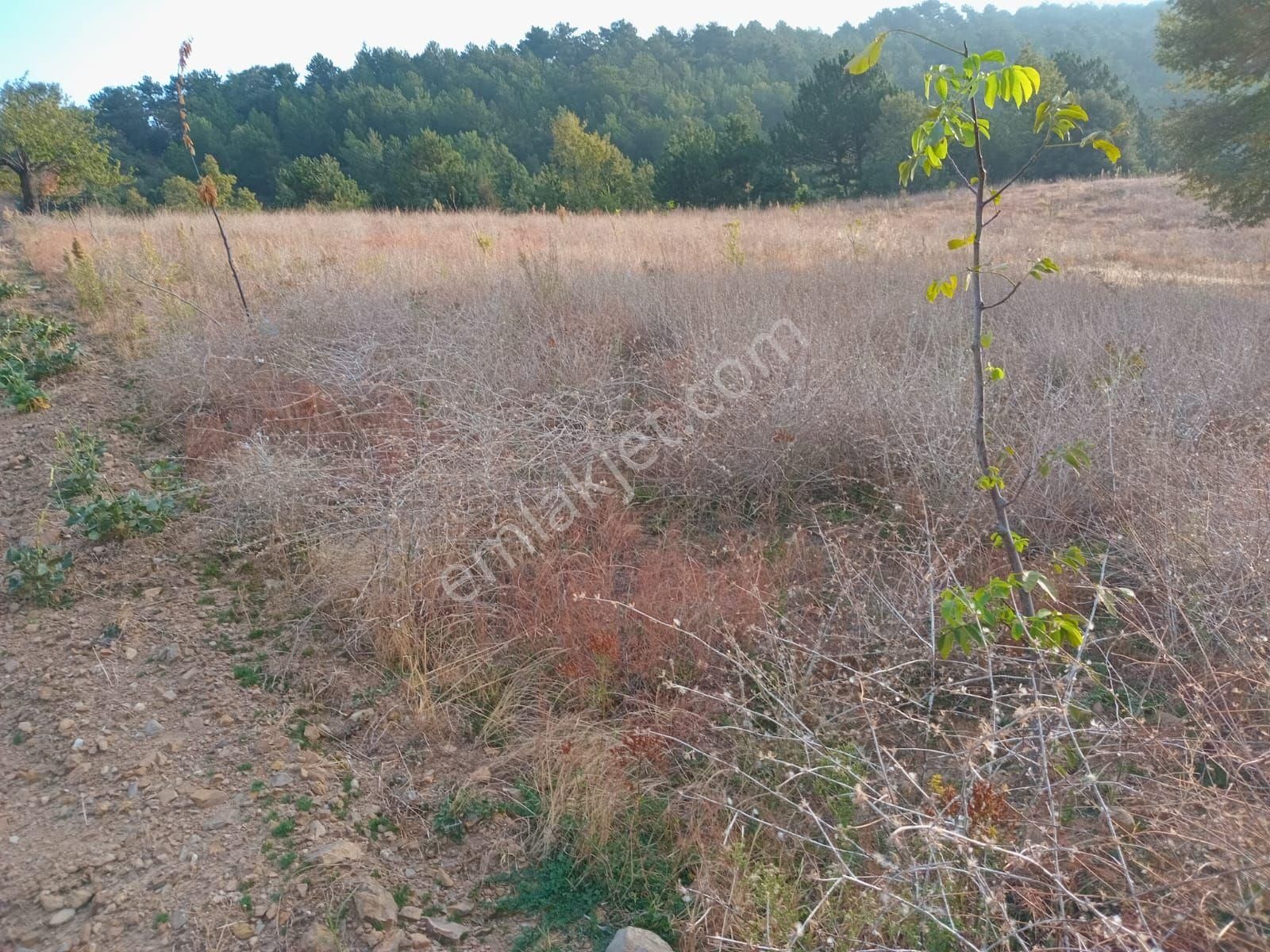 Alaşehir Evrenli Satılık Tarla Manisa Alaşehir Evrenli Köyünde Satılık Arazi