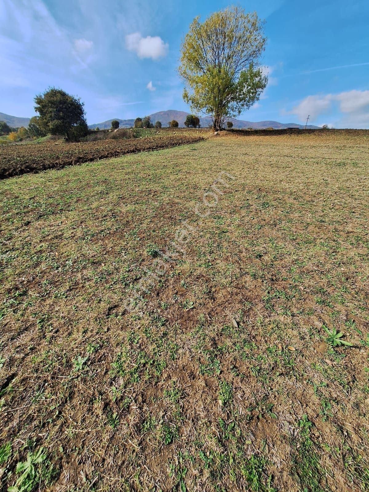 Samsun Atakum Köseli'de 4104 M2 Yatırım Fırsatı: Doğanın İçinde, Şehir Merkezine Yakın Tarla ! - Görsel 5