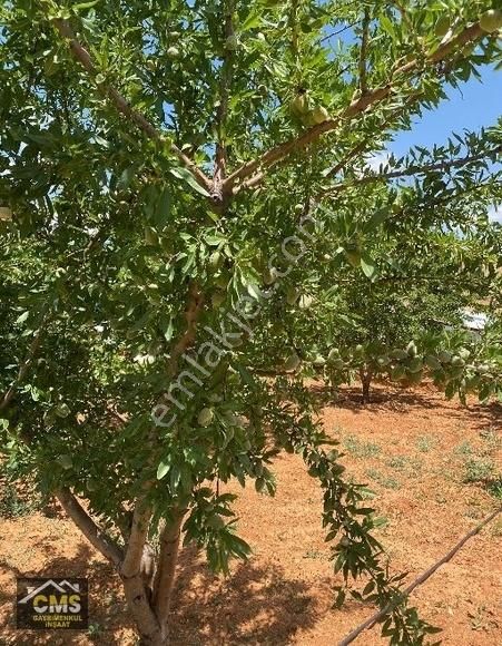 Meram Dere De Kaçırılmayacak Bahçe - Görsel 14