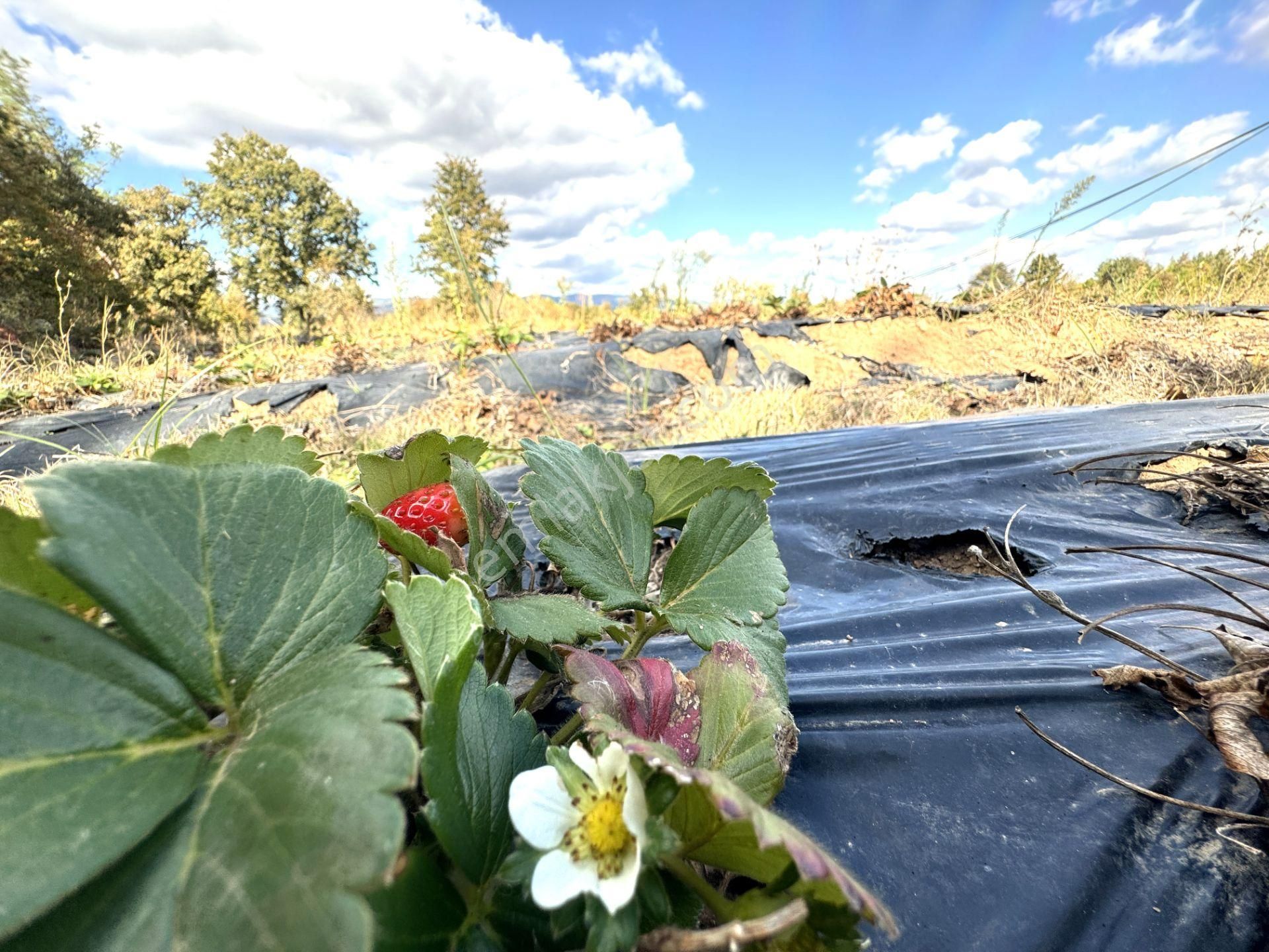 Yenice Bağlı Köyü Satılık Tarla  🌳GÜLTAŞ EMLAKTAN SATILIK YENİCEDE KAÇMAZ FIRSATLI ASFALT YOLA CEPHE TARLA