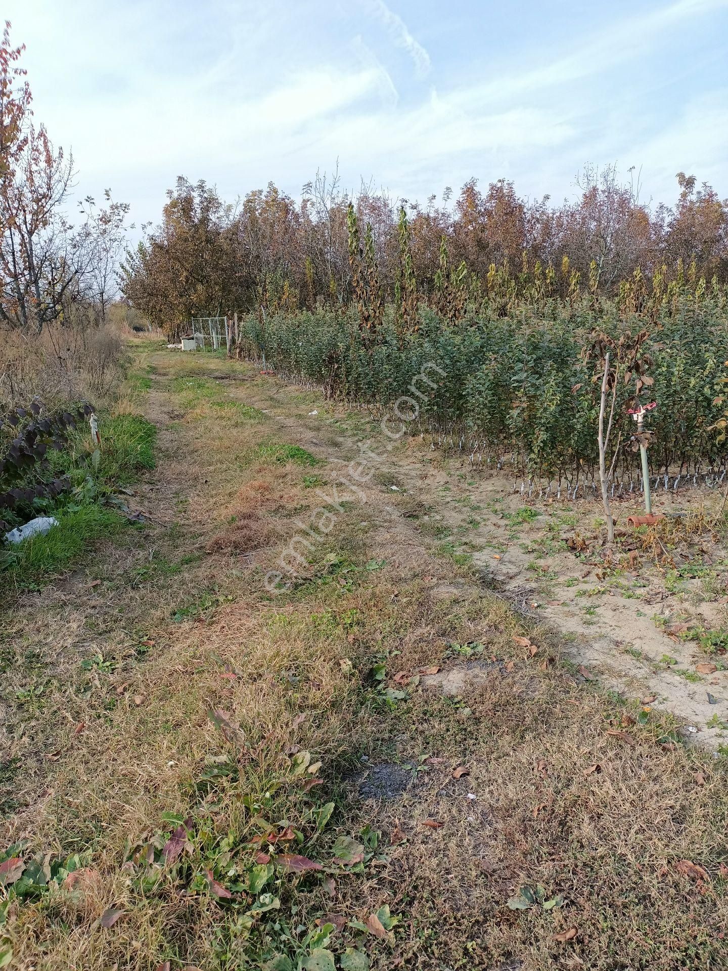 İnegöl Cerrah Satılık Tarla Cerrah Anadolu Emlaktan Satılık Tarla