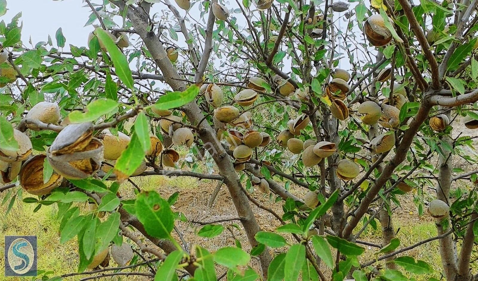 Kepsut Armutlu Satılık Tarla mySİTE'DEN BALIKESİR KEPSUT ARMUTLU MAH.DE SATILIK BAHÇE