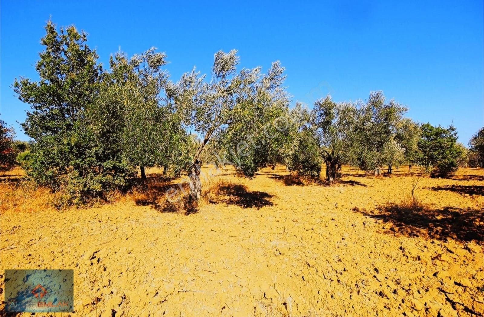 Burhaniye Şahinler Satılık Zeytinlik Aktiften Tarihi Ve Ekonomik Değeriyle Öne Çıkan 1300m² Zeytinlik