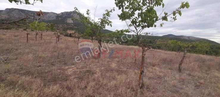 Söğüt Kayabalı Köyü Satılık Bağ & Bahçe Bilecik Söğüt Kayabalı Köyü Satılık Arazi Yatırımlık