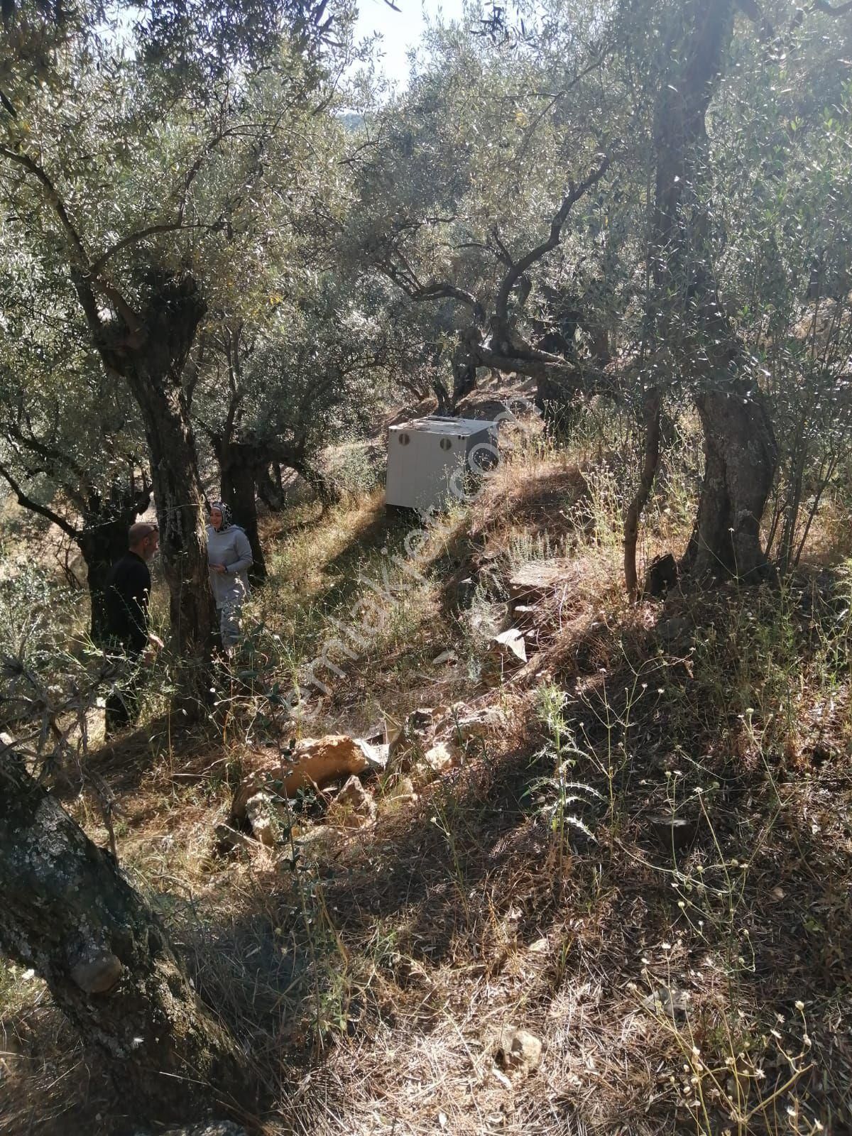 Bayındır Kızıloba Satılık Tarla İzmir Bayındır Kızıloba Da Küçük Konteynırlı Satılık Zeytin Bahçesi