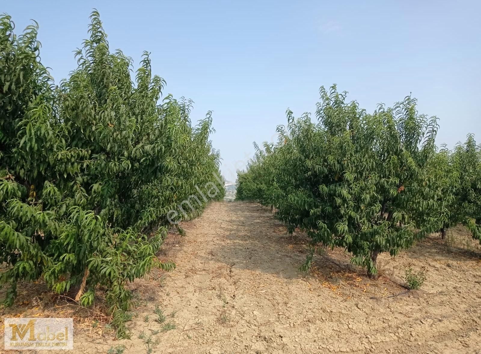 Tarsus Çakırlı Satılık Tarla MABEL GAYRİMENKULDEN ÇAKIRLIDA 11 DÖNÜM SATILIK ARSA