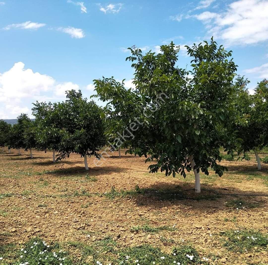 Çamlıyayla Sebil Satılık Bağ & Bahçe Çamlıyayla Sebilde Satılık Bağ Bahçe