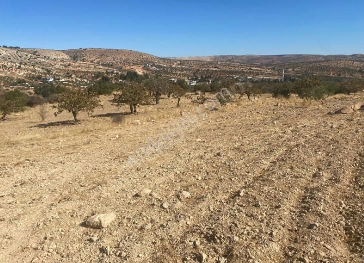 Nizip Altındağ Satılık Bağ & Bahçe  Altındağ - Nizip'de satılık arazi Asfalta 700 metre mesafede