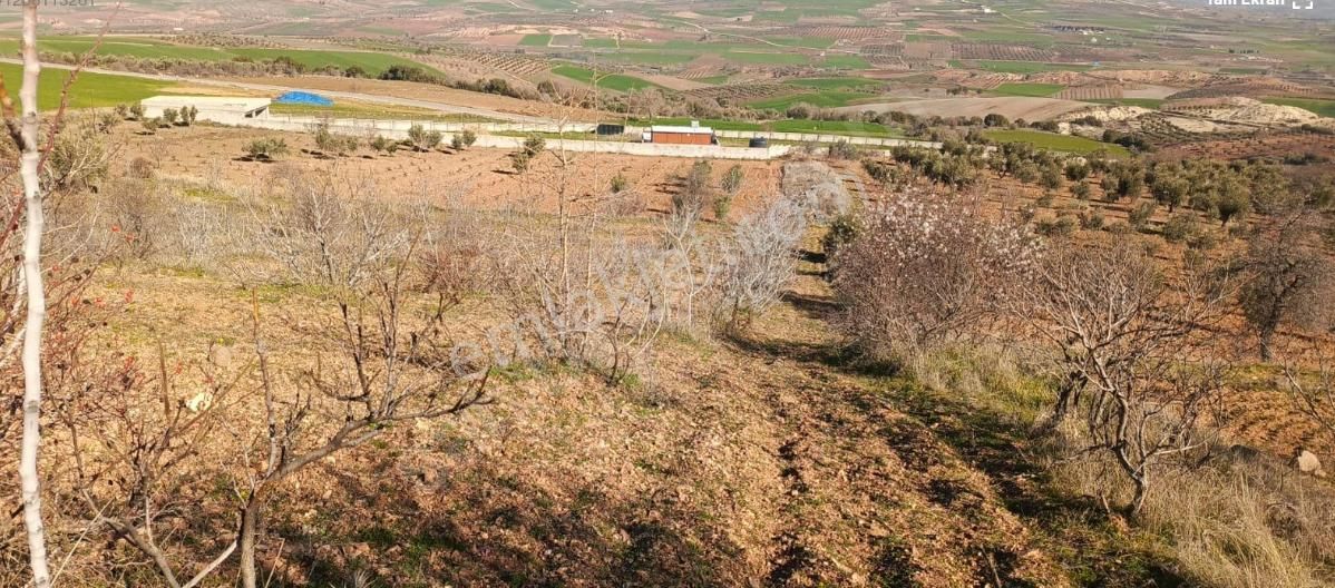 Şahinbey Kavşak Satılık Bağ & Bahçe  Kavşak köyünde satılık asfalta 240 metre mesafede