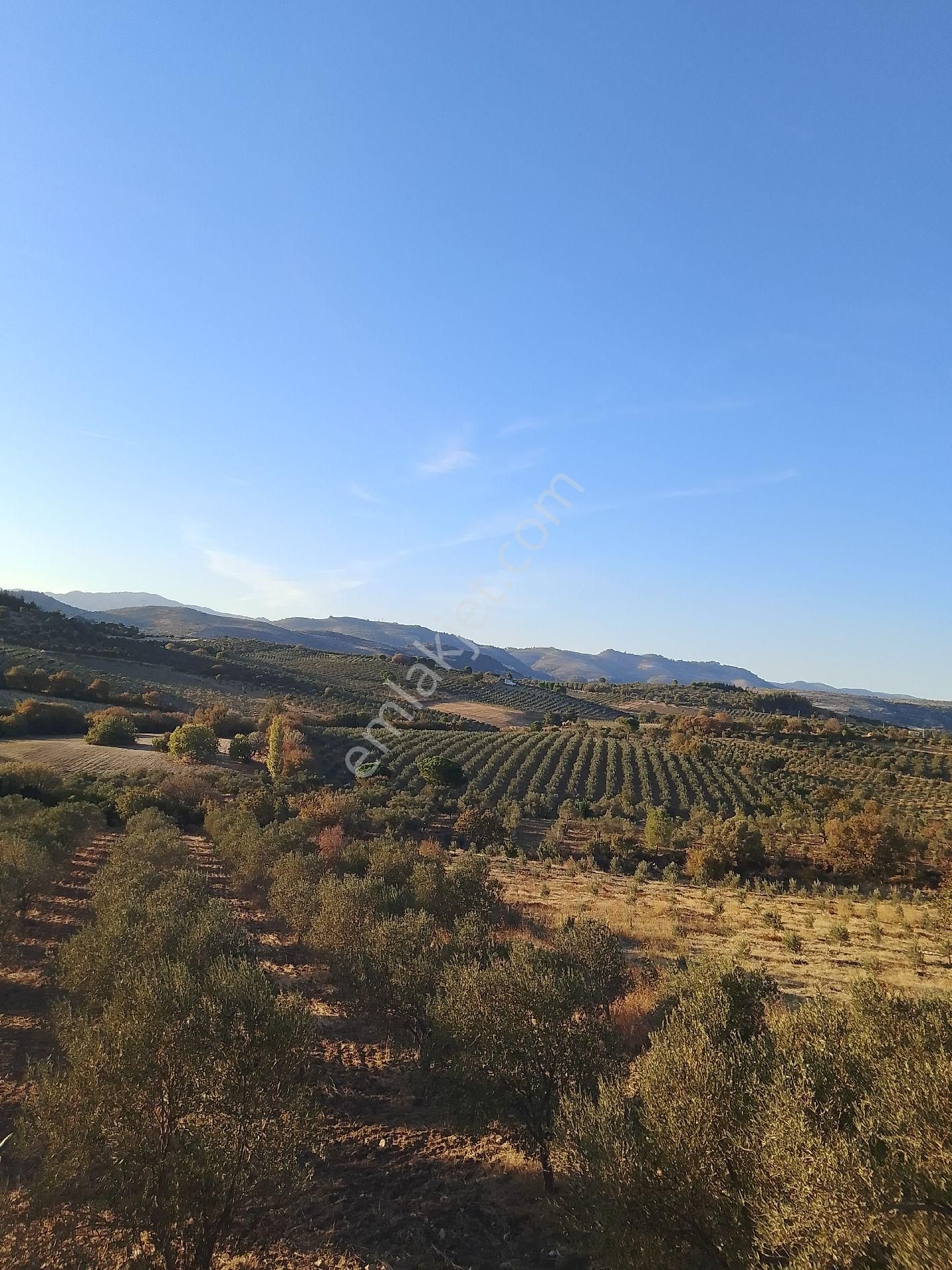 Bergama Kurtuluş Satılık Zeytinlik ELAGÖZ GAYRİMENKUL