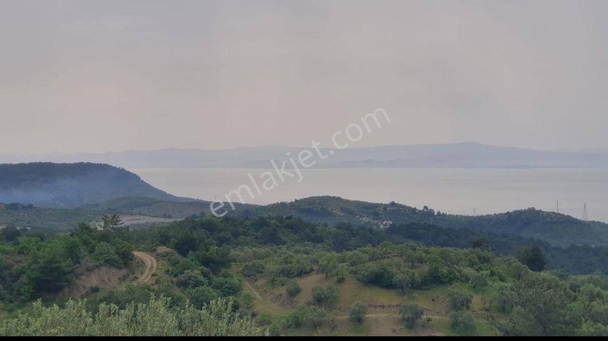 Ayvacık Yeşilyurt Köyü (Agora) Satılık Zeytinlik UTKU BOZ DAN%100YATIRIMLIK FIRSAT